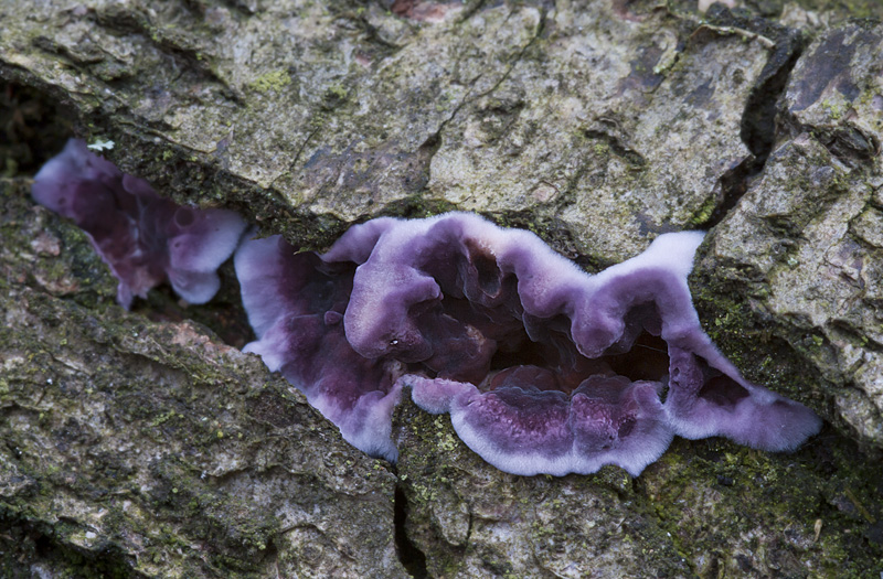 Chondrostereum purpureum